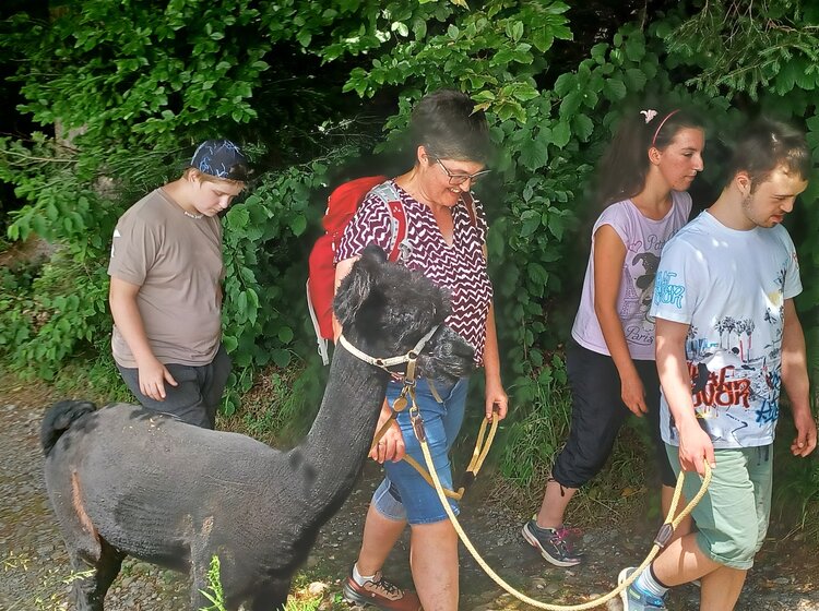 Alpakawanderung Mehrere Personen auf einer Alpakawanderung